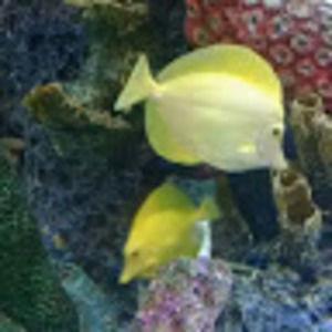 Meet your Posher, Wanda